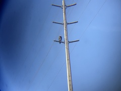 Geranoaetus melanoleucus australis