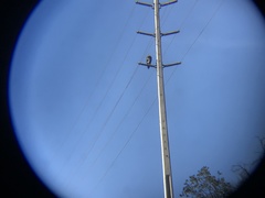 Geranoaetus melanoleucus australis