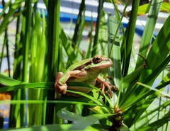 Hyla euphorbiacea
