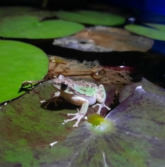 Hyla euphorbiacea