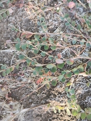 Euphorbia umbellulata