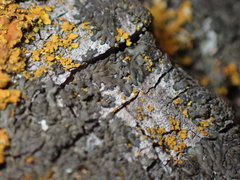 Hyperphyscia syncolla