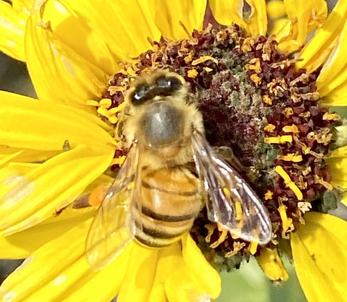 iNaturalist observation photo of Western Honey Bee