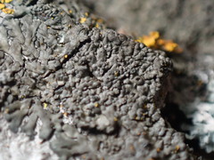 Hyperphyscia syncolla