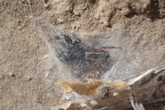 Metacyrba taeniola similis