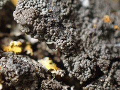 Hyperphyscia syncolla