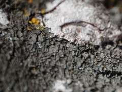 Hyperphyscia syncolla