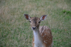 Dama