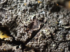 Hyperphyscia syncolla