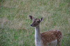 Dama
