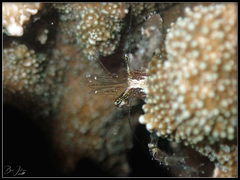 Cuapetes tenuipes