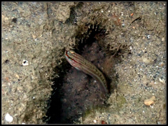 Amblygobius nocturnus