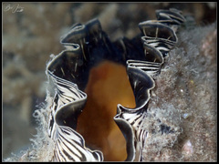 Atrina vexillum