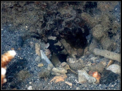 Cryptocentrus maudae