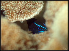 Hemiglyphidodon plagiometopon