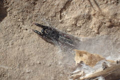 Metacyrba taeniola similis