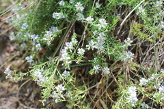 Polygala gnidioides