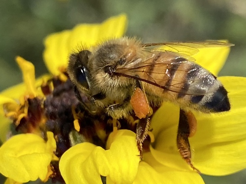 iNaturalist observation photo of Western Honey Bee