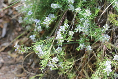 Polygala gnidioides