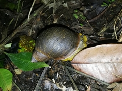 Plekocheilus gibbonius