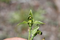 Chloraea viridiflora