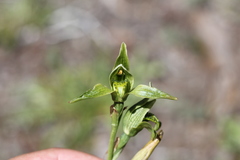 Chloraea viridiflora
