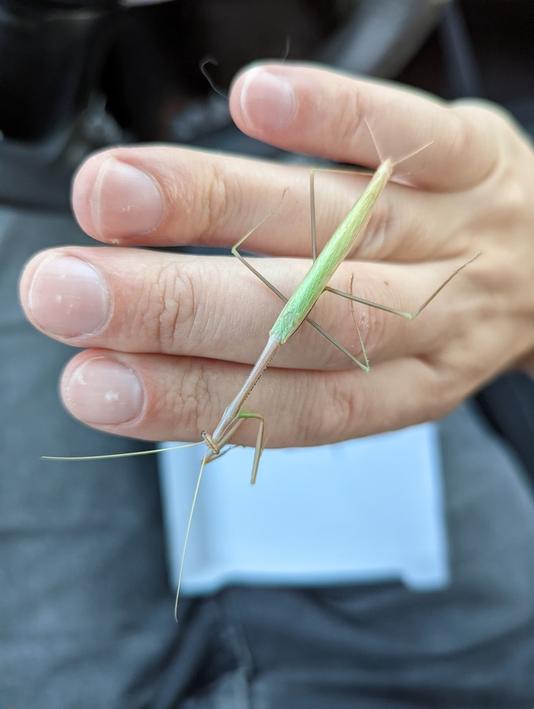 Brunner's Stick Mantis