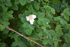 Rosa subcanina