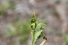 Chloraea viridiflora