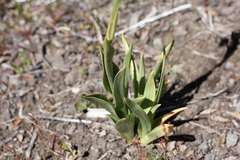 Chloraea viridiflora