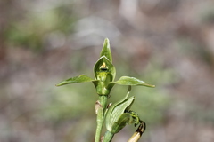 Chloraea viridiflora