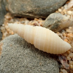 Mitridae