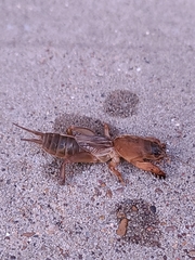 Neocurtilla