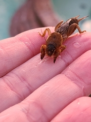 Neocurtilla