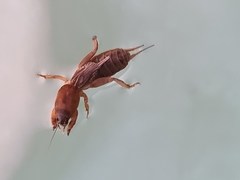 Neocurtilla