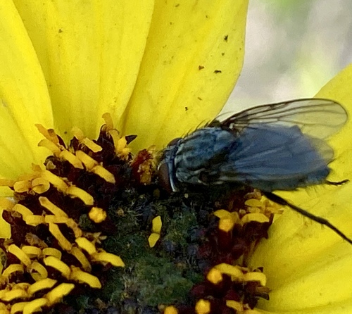 iNaturalist observation photo of Bot Flies, Blow Flies, and Allies