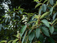 Miconia mirabilis