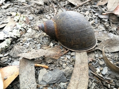 Plekocheilus gibbonius