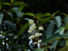Miconia mirabilis