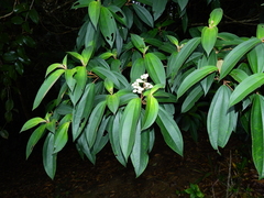 Miconia mirabilis