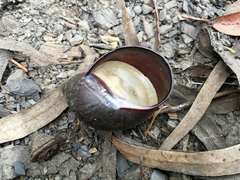 Plekocheilus gibbonius