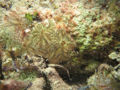 Clathria curacaoensis