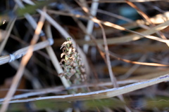Spiranthes bightensis