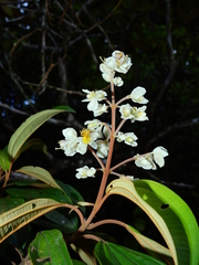 Miconia mirabilis