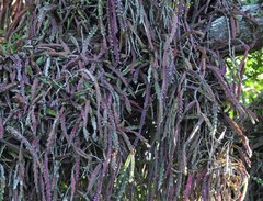 Lepismium cruciforme