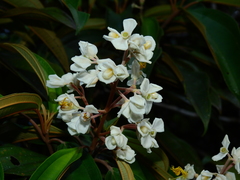 Miconia mirabilis