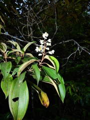 Miconia mirabilis