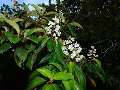 Miconia mirabilis