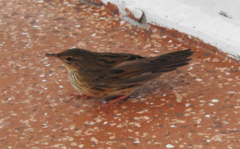 Locustella lanceolata