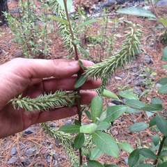 Salix paradoxa
